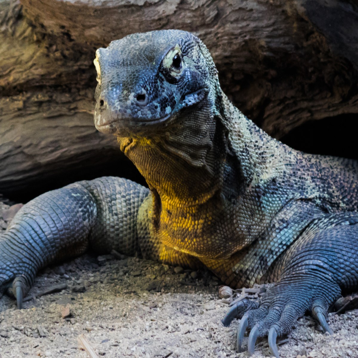What happens when a Komodo dragon swallows a stuffed animal instead of a real one? Ask Dr.&nbsp;Zoolittle.