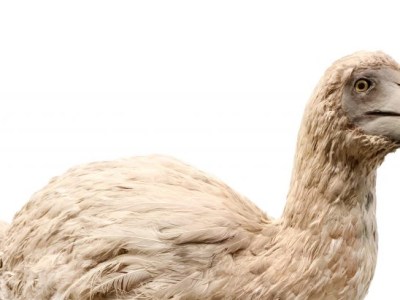 Is Your Defined Benefit Pension on the Brink of&nbsp;Extinction?