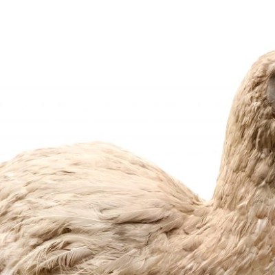 Is Your Defined Benefit Pension on the Brink of&nbsp;Extinction?