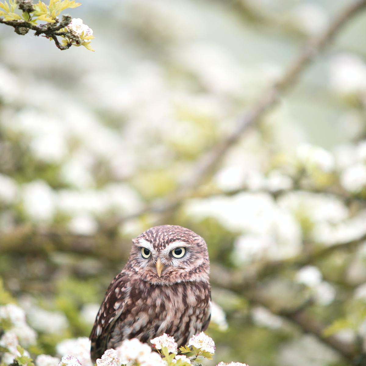 Where the Wild Things&nbsp;Are